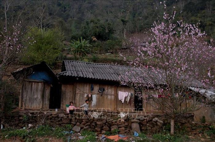 Những cây hoa đào nở rực rỡ đã tạo nên bức tranh thanh bình nơi rẻo cao Tây Bắc.