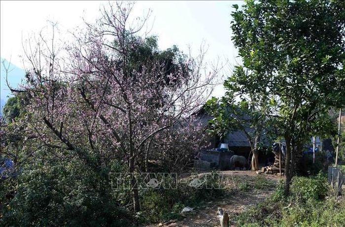 Những ngày này, bất cứ ai đến với Lai Châu nói riêng và Tây Bắc nói chung đều được đắm mình trong sắc thắm của Hoa đào.