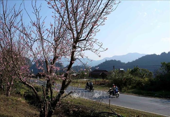 Dọc tuyến đường đi huyện biên giới Phong Thổ, hàng trăm cây hoa đào bung nở rực rỡ.
