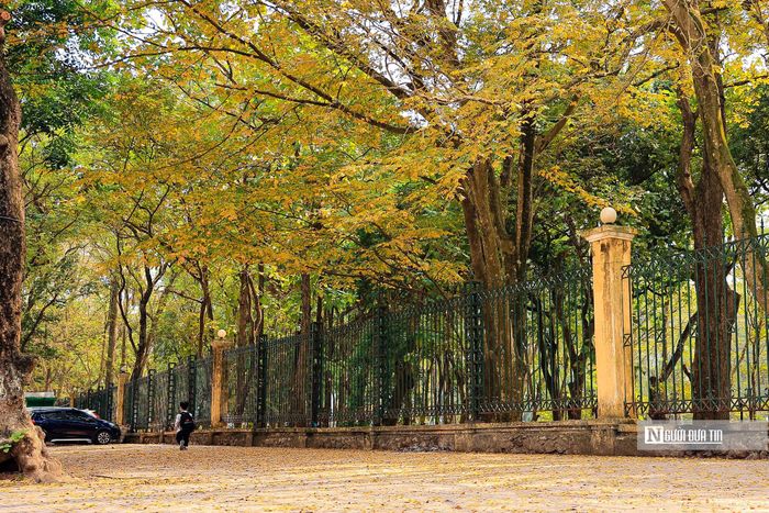 Ghi nhận của Người Đưa Tin, góc phố cuối đường Hoàng Hoa Thám kéo dài tới đường Phan Đình Phùng (quận Ba Đình,Tp.Hà Nội) dài khoảng 500m với hàng cây thay màu lá vàng như đang được khoác “tấm áo mới”.