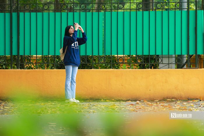 Con đường trải thảm lá vàng tạo thành một bức tranh đẹp của Hà Nội mỗi khi giao mùa.