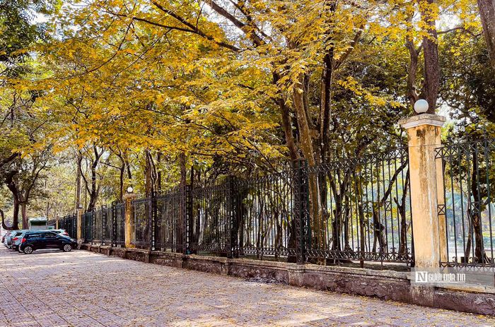 Khung cảnh nên thơ, đầy lãng mạn ở Hà Nội những ngày mùa thay lá.