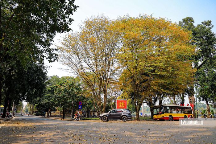 Hàng năm, cứ vào thời điểm giao mùa cuối Đông đầu Xuân, đường phố Hà Nội lại bước vào mùa thay lá tuyệt đẹp đầy lãng mãn.