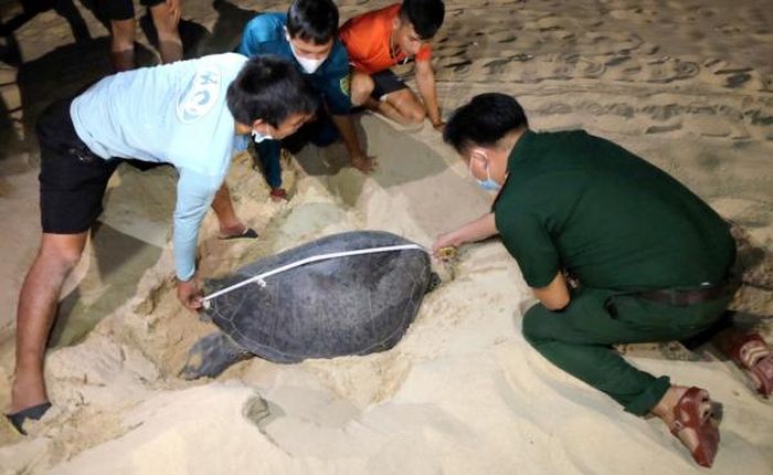 Rùa biển lên đẻ tại bãi biển Mũi Cồn, thôn Hải Đông trước khu dân cư xã Nhơn Hải vào năm 2021 và được chăm sóc, bảo vệ. Ảnh: TCCĐ