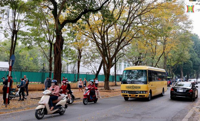 Trên phố Hoàng Hoa Thám (Ba Đình, Hà Nội), hàng cây sưa bắt đầu thay màu lá, sẵn sàng đón một mùa hoa sưa trắng tinh khôi