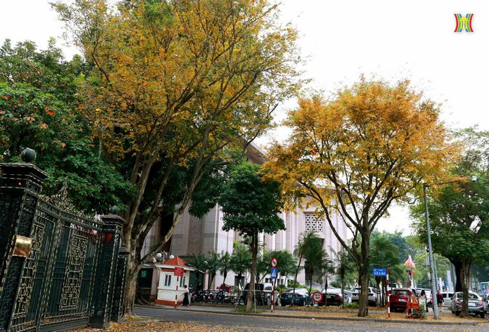 Những ngày này, trong tiết trời lập Xuân, nhiều hàng cây ở Hà Nội đã bắt đầu thay lá tạo nên những mảng màu đầy thơ mộng giữa lòng Thủ đô.