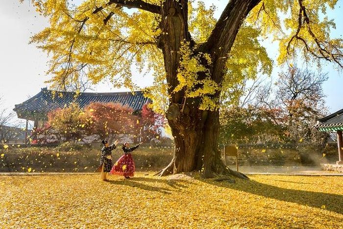 Mùa Thu vàng ở trường Nho giáo Jeonju Hyanggyo
