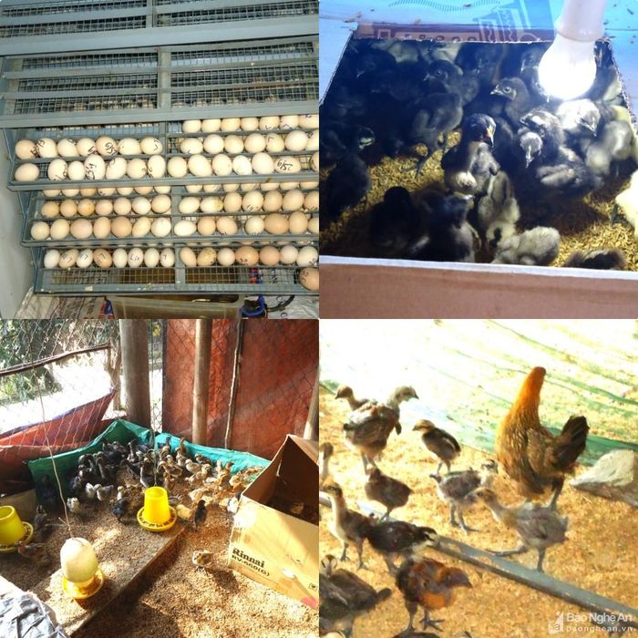 Người dân Mường Lống áp dụng kỹ thuật chăn nuôi khoa học để duy trì chất lượng và nguồn giống gà đen bản địa. Ảnh: Hoài Thu