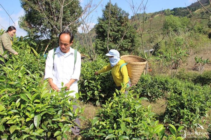 Người dân bản Huồi Mũ, xã Huồi Tụ thu hoạch chè shan tuyết cung cấp nguyên liệu để chế biến trà shan tuyết, là 1 trong 6 sản phẩm OCOP của Kỳ Sơn vừa được công nhận đạt OCOP 3 sao. Ảnh: Hoài Thu