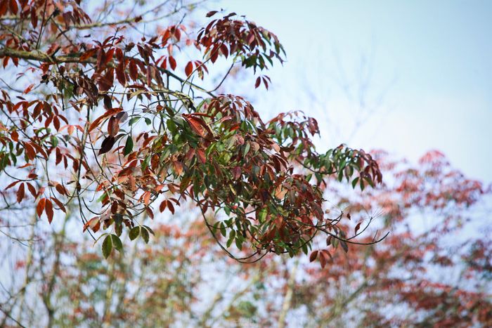 Trên những hàng cao su, lá xanh, vàng, đỏ chen chúc nhau.