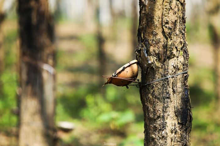 Mùa này công nhân không cạo mủ nên những chiếc bát đựng mủ treo lơ lửng trên thân cây.