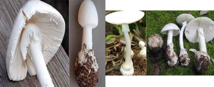 Tại các tỉnh miền núi phía Bắc và Tây Nguyên thường xảy ra vụ ngộ độc do người dân sử dụng thực phẩm có chứa độc tố tự nhiên (nấm độc, hoa quả rừng, cây rừng..). Ảnh minh họa. Nguồn internet.