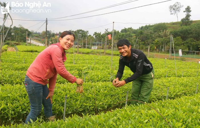 Anh Lê Văn Thành (34 tuổi), chủ một cơ sở ươm cây giống tại đây cho biết:“Những năm 2008 - 2009, trong quá trình đi về Bình Định, bố tôi tình cờ biết đến nghề ươm keo. Nhận thấy đây là một nghề mới nhiều tiềm năng có thể đem lại lợi ích cho gia đình và quê hương, ông đã quyết định đưa chúng tôi vào học”. Hiện 5 anh em trong gia đình anh Thành đều theo nghề ươm keo. Riêng gia đình anh mỗi năm cung cấp cho thị trường từ hàng chục vạn đến cả trăm vạn cây keo giống. Ảnh: Huy Thư