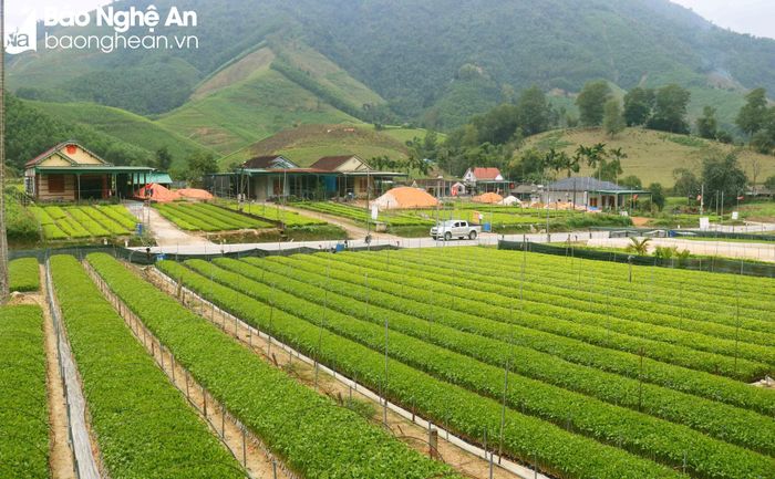Nhờ nghề ươm cây giống, vùng “đất khổ” heo hút, đói nghèo trước đây đã có diện mạo mới khang trang, không ít hộ đã phất lên. Cùng với việc xây dựng, kiến thiết nhà cửa, nhiều hộ đã mua sắm được xe hơi, xe tải… Hiện nay các hộ cũng đã quan tâm đến những tiến bộ trong kỹ thuật ươm giống và làm sao để có cây giống đạt chất lượng. Ảnh: Huy Thư