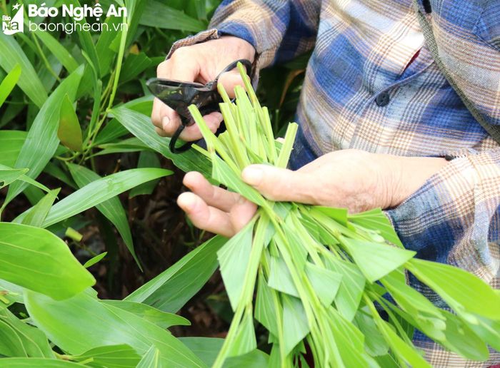 Vườn cây mẹ được chăm sóc tốt thì cành mới đảm bảo chất lượng. Trung bình mỗi vườn cây mẹ cho cắt cành khoảng 3 - 4 năm sẽ phải trồng lại. Việc chọn cành và cắt cành đúng kỹ thuật là yếu tố quan trọng trong việc ươm cây giống tốt. Ảnh: Huy Thư