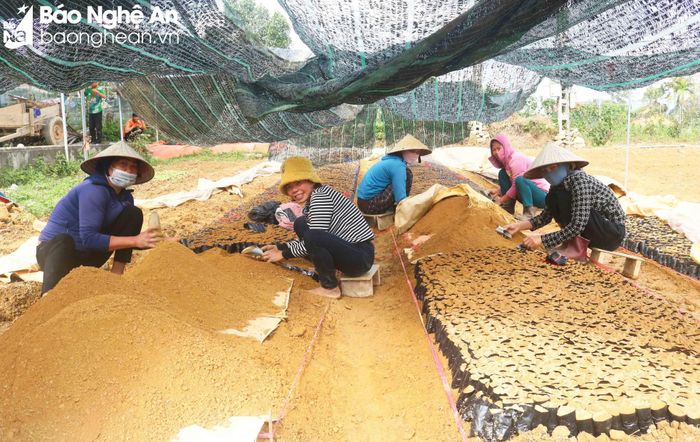 Theo người dân địa phương, nghề ươm keo đã xuất hiện ở Mỹ Lâm gần 15 năm nay. Lúc đầu chỉ có 1 vài gia đình theo nghề, nay cả xóm có khoảng 160 hộ dân làm nghề ươm keo. Ảnh: Huy Thư