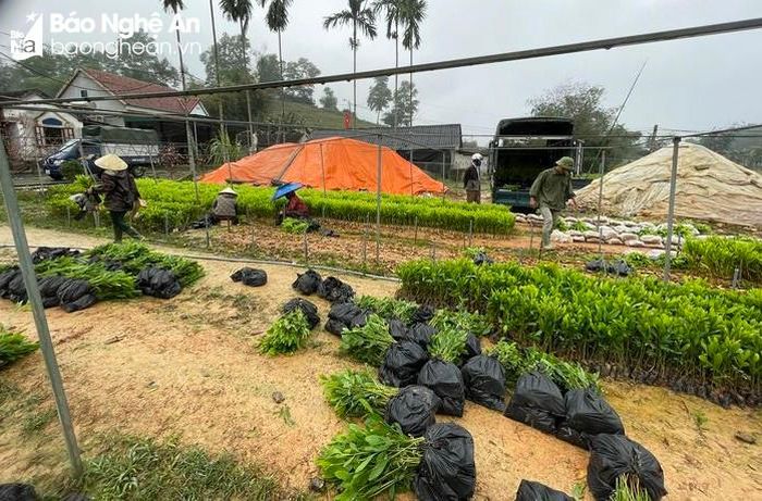 Các vườn ươm ở đây hoạt động quanh năm, hết vào bầu, giâm cành, đảo cây, lại bón phân, phun tưới. Tận dụng nhiều kênh bán hàng khác nhau (trực tiếp, qua mạng xã hội…), những lứa keo giống của xóm Mỹ Lâm nối tiếp nhau xuất vườn tỏa đi khắp các địa phương trong tỉnh và các tỉnh bạn như Hà Tĩnh, Thanh Hóa, Hòa Bình, Quảng Trị... Ảnh: Huy Thư