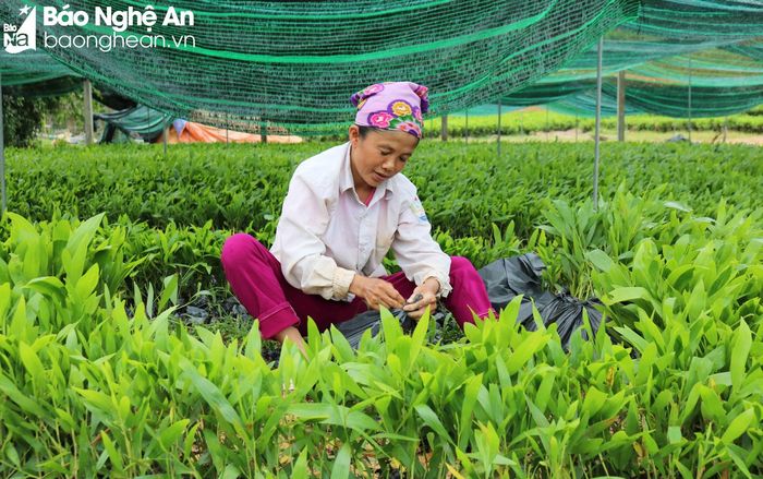 Không chỉ đem lại thu nhập ổn định cho các hộ dân, nghề ươm cây giống còn tạo việc làm thường xuyên cho hàng trăm lao động ở địa phương với mức thu nhập từ 3 – 6 triệu đồng/người/tháng. Ảnh: Huy Thư