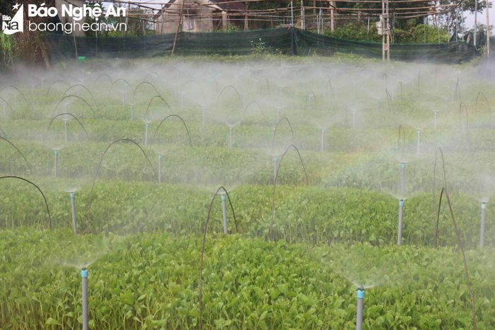 Thời gian qua, nhiều hộ dân đã mạnh dạn đầu tư, xây dựng hệ thống phun tưới tự động, mua thêm máy bơm, máy làm đất... Một số hộ trong xóm đã thuê đất ở các địa phương lân cận, mở rộng quy mô vườn ươm. Để nâng cao chất lượng sản phẩm, những hộ dân đi đầu trong nghề ươm cây giống ở Mỹ Lâm đã triển khai xây dựng nhà giàn. Ảnh: Huy Thư