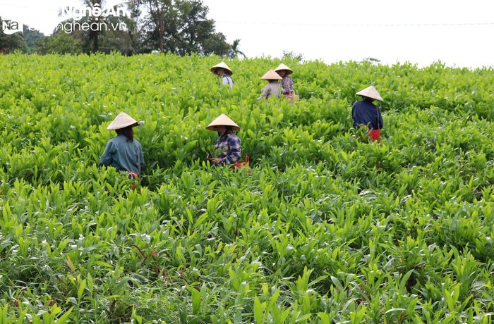 Người dân xóm Mỹ Lâm chủ yếu ươm các loại cây keo để trồng rừng và áp dụng kỹ thuật ươm cành. Theo bà con, cách làm này giúp cây giống phát triển nhanh, lợi gỗ, ít bị đổ gãy khi mưa bão. Ảnh: Huy Thư