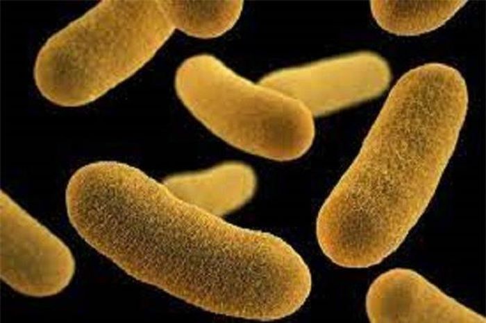 Ngộ độc do vi khuẩn yersinia enterocolitica.