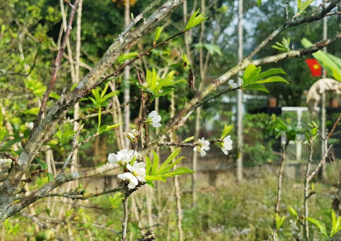 Hoa từ gốc mận hơn 10 năm tuổi