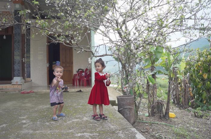 Trẻ em A Lưới bên hoa mận