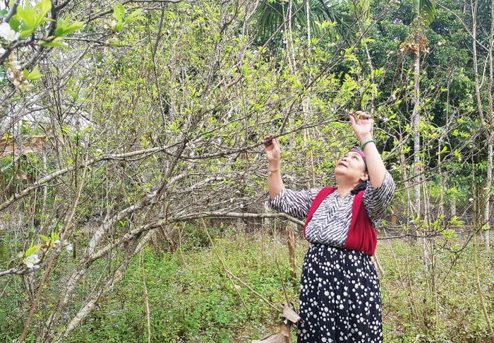 Bà Xuân cho hay, sắp tới sẽ nhân rộng vườn hoa ở một địa điểm mới