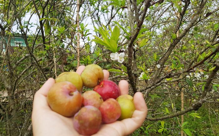 Những quả mận nơi vườn cây đang trổ hoa trắng