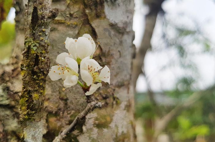Vẻ đẹp tinh khôi của hoa mận