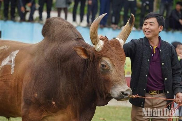 Chủ bò hãnh diện vì "chăm" được chú bò đẹp.