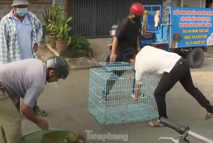 Lực lượng chức năng phường Vĩnh Phú (TP Thuận An, Bình Dương) bắt chó thả rông