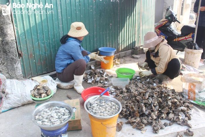 Sau khi hàu được vớt lên, người dân tập trung gỡ ruột ra khỏi vỏ. Ảnh: Việt Hùng