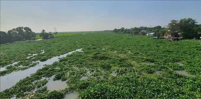 Lục bình phủ kín sông Vàm Cỏ Đông đoạn đi qua huyện Châu Thành, tỉnh Tây Ninh.