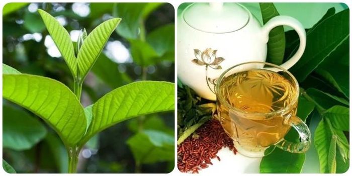 Ai không nên uống nước lá ổi?