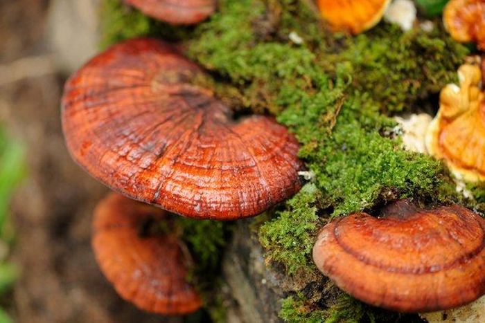 Người dân được khuyến cáo chỉ nên ăn những loại nấm được nuôi trồng, biết chắc chắn chủng loại, nguồn gốc. Ảnh minh họa