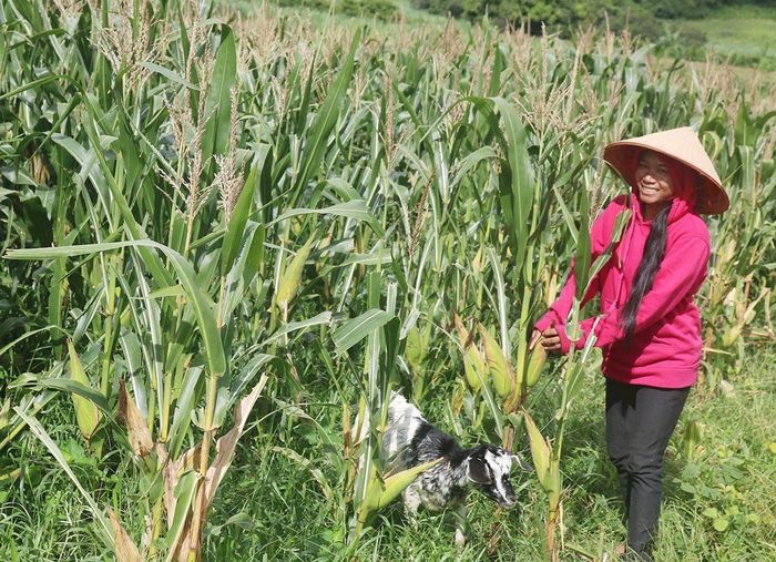 Đời sống đồng bào DTTS trên địa bàn tỉnh Bình Thuận được nâng lên rõ rệt, nhờ sự quan tâm của các cấp, ngành 