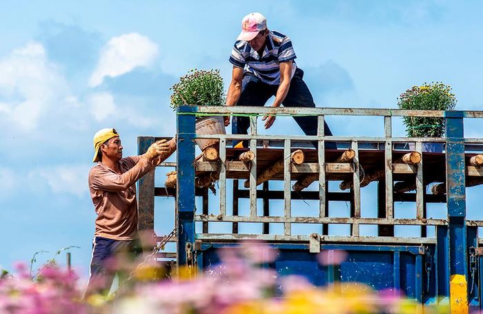 Đem hoa về phố. Ảnh: Đoàn Ngọc Ân