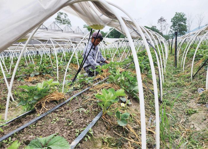 Trồng dâu công nghệ cao ở C-Farm