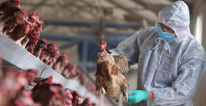 Ngành y tế TP Hồ Chí Minh chỉ đạo các đơn vị liên quan tăng cường phòng chống dịch cúm A (H5N1). Ảnh minh họa