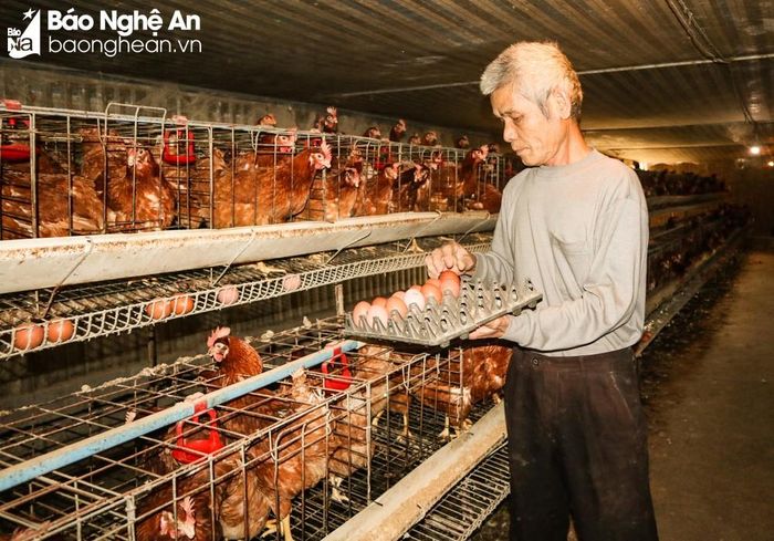 Chăn nuôi với quy mô trang trại nhưng không phải thuê nhân công nên giá trứng xuống thấp nhưng anh Nguyễn Văn Sinh (Yên Hợp, Quỳ Hợp) không bị lỗ. Ảnh: Thanh Phúc