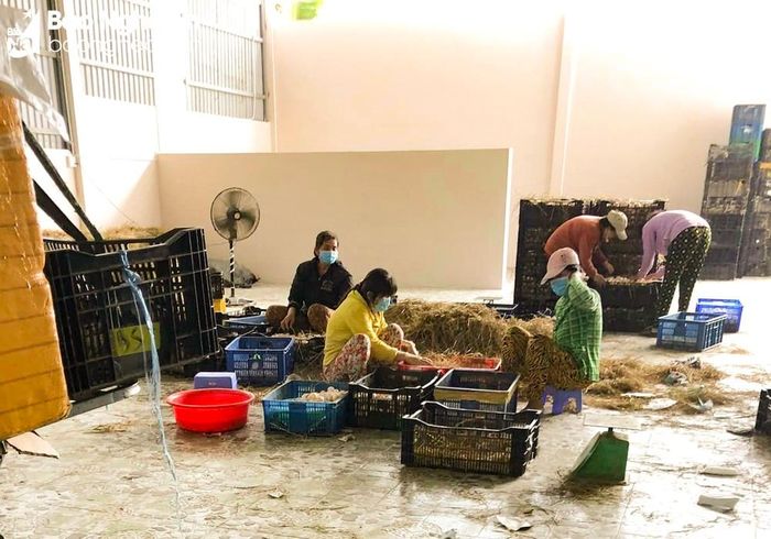 Ngoài 20 triệu tiền thức ăn mỗi ngày thì ông Sơn (Nghĩa Hưng, Nghĩa Đàn) còn phải trang trải tiền thuê nhân công, chi phí vận hành trang trại. Ảnh: Thanh Phúc