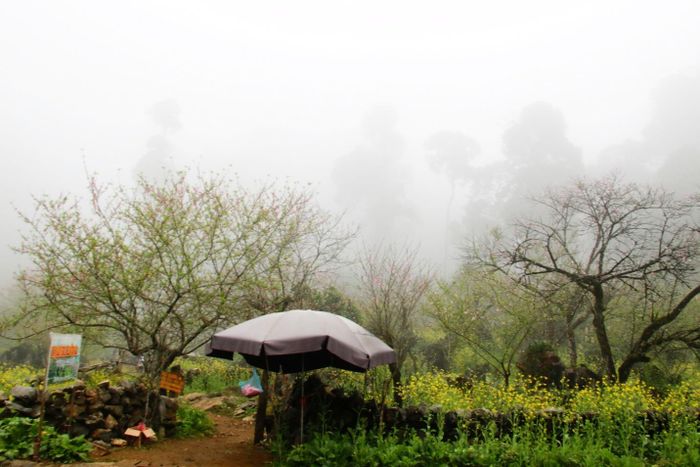 Mộc Châu một ngày mù sương