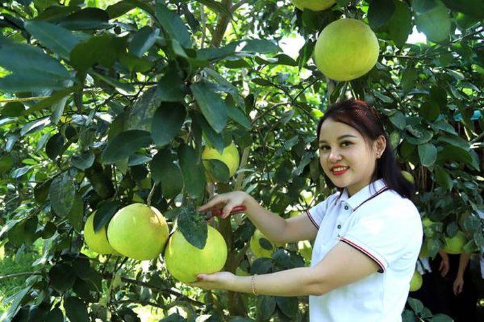 Cây dó trầm đã thay thế hoàn toàn thương hiệu bưởi Phúc Trạch nổi tiếng một thời
