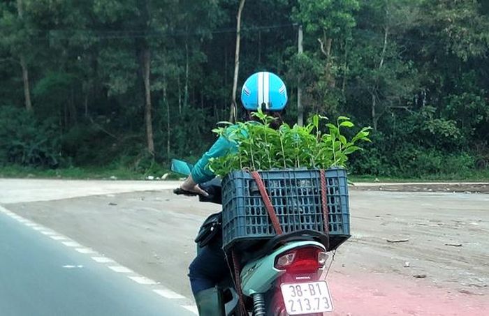 Một người dân hành nghề bán dạo cây dó trầm con trên địa bàn