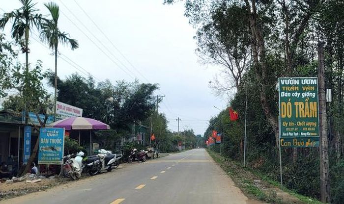 Vườn ươm cây dó trầm mọc lên khắp nơi trên địa bàn xã Phúc Trạch