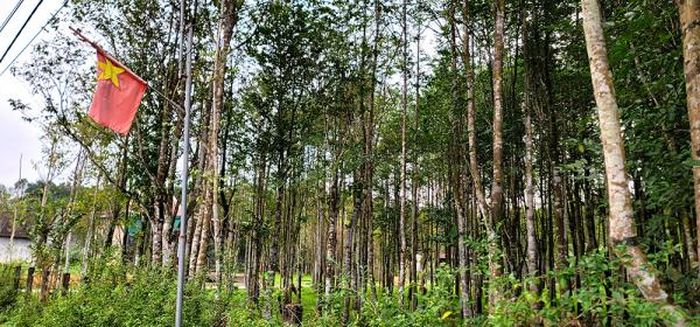 Những vườn dó trầm tiền tỉ tạo nên thương hiệu trầm hương Phúc Trạch
