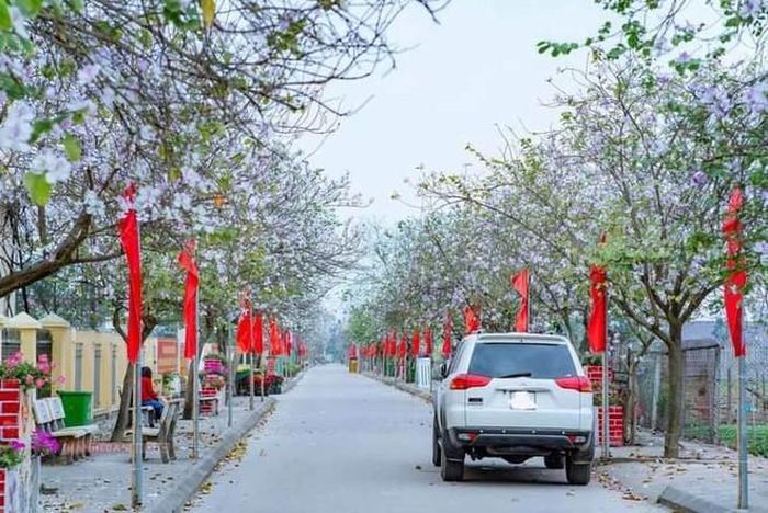Hà Nội mùa hoa ban nở - Chuyên trang An Ninh Thủ Đô - Báo Công an nhân dân