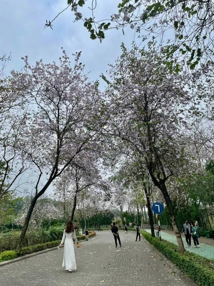 Hoa ban đua nở làm rộn ràng những bước chân thiếu nữ