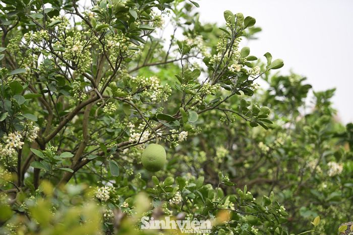 Thời điểm cây bưởi ra hoa.